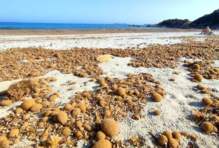 Beaches with Posidonia