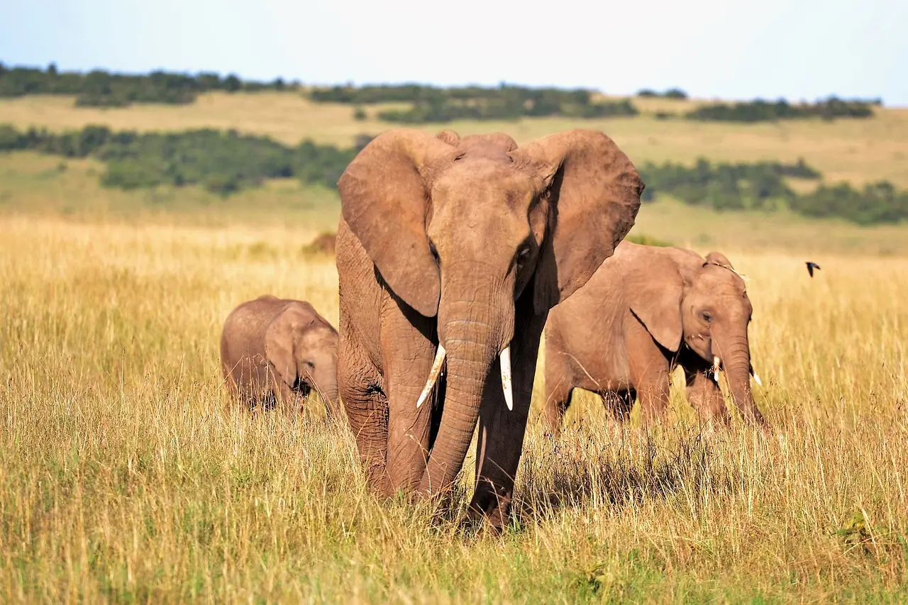 Elephants in one of Kenya's national parks