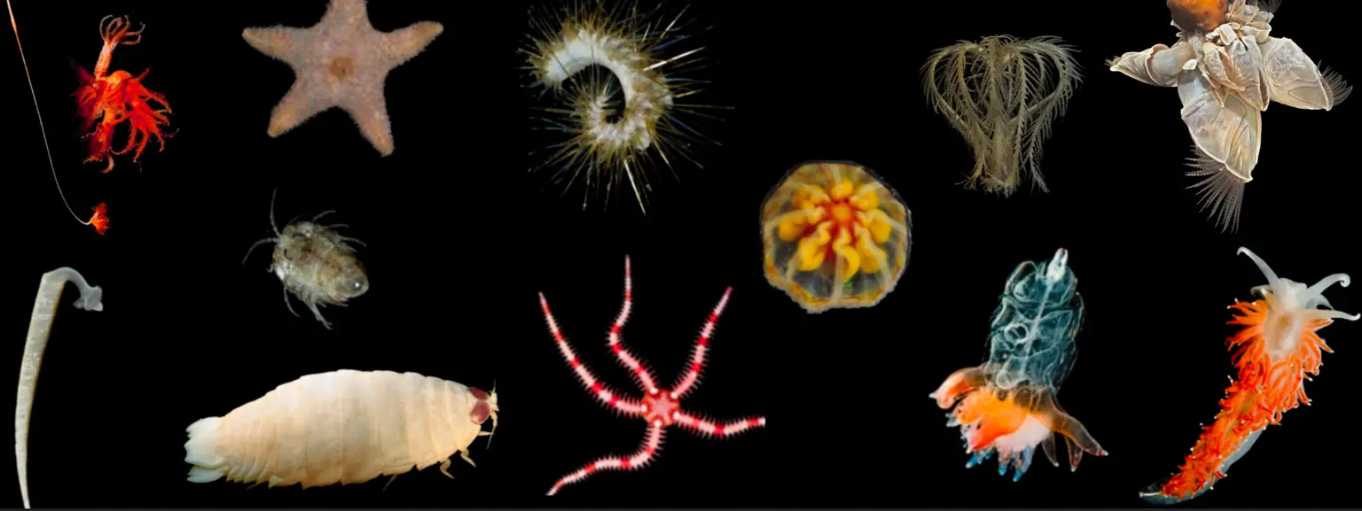   IUCN SSC Marine Invertebrates Red List Authority (MIRLA)