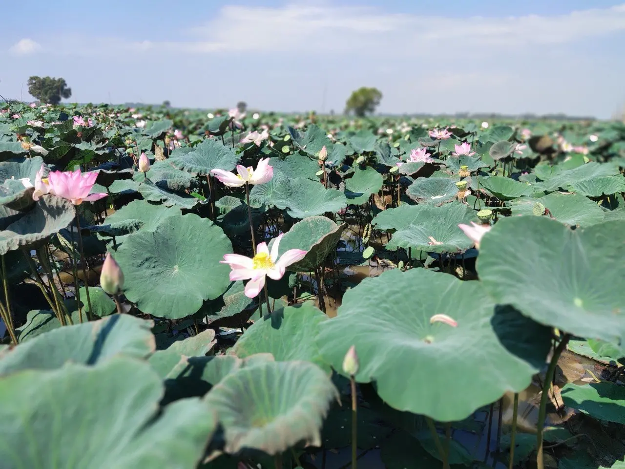 A lotus farm in Dong Thap Province, Viet Nam