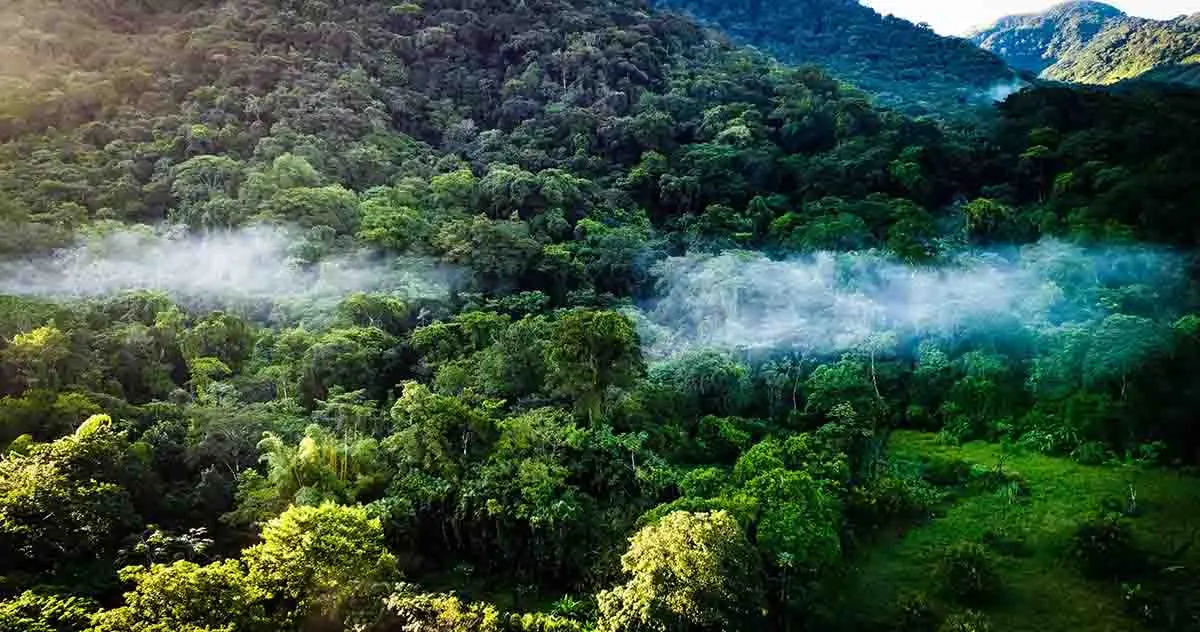 The jungle of the Los Tuxtlas biosphere reserve, Veracruz, Mexico