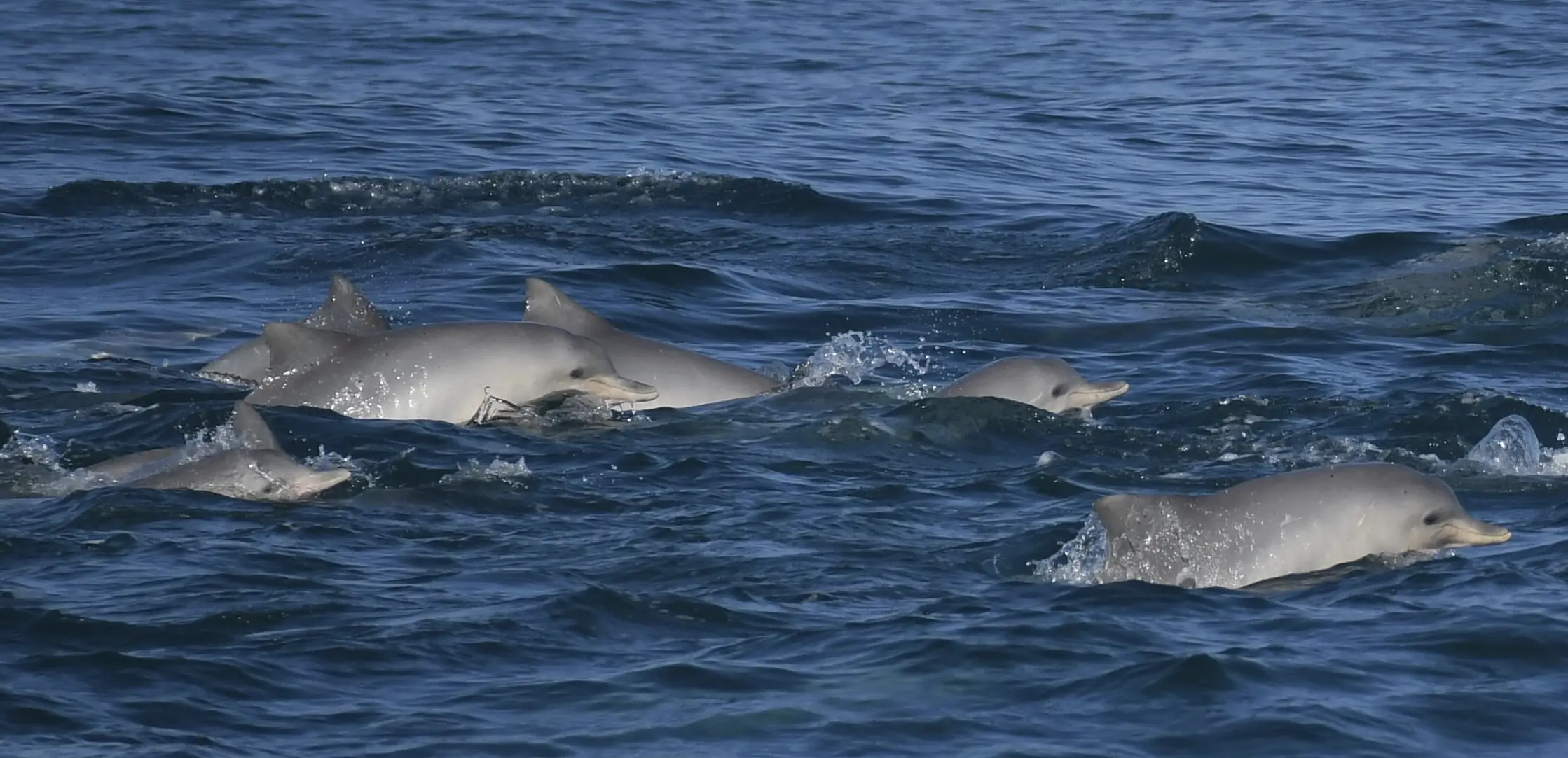 Guiana Dolphins