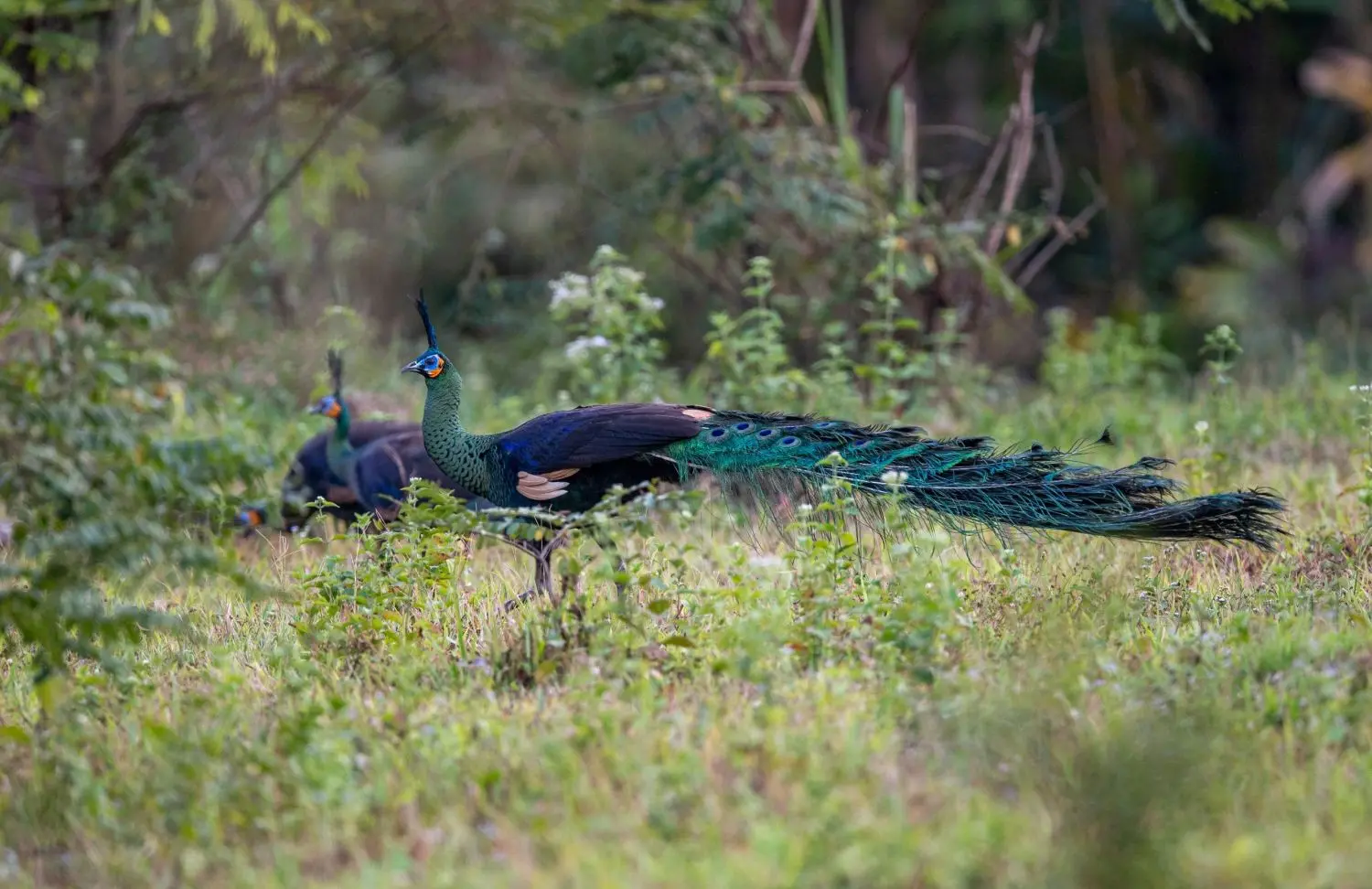 Peacock in Cat Tien National Park