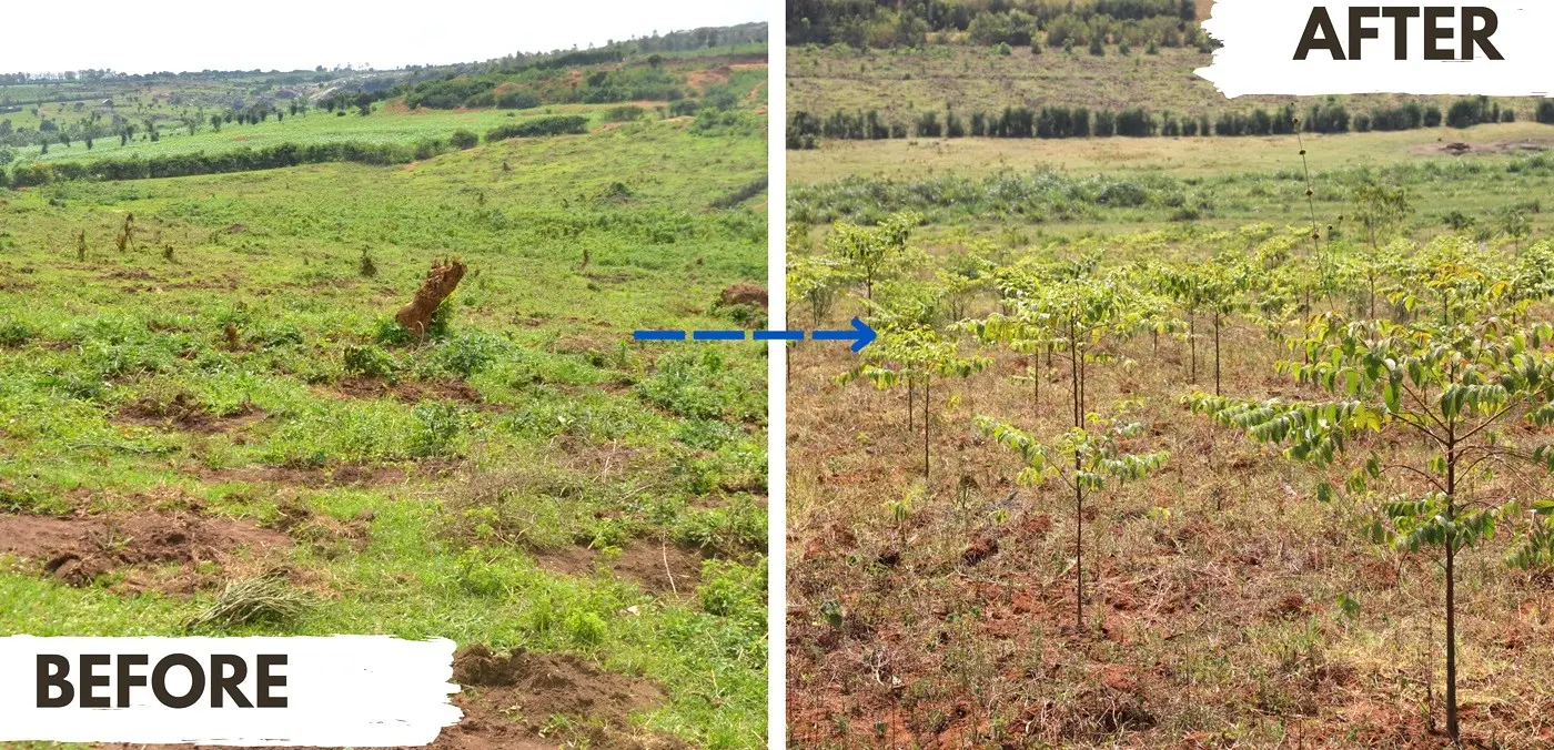 Before and after image of the effects of AREECA project in Nyagatare District  of Rwanda.