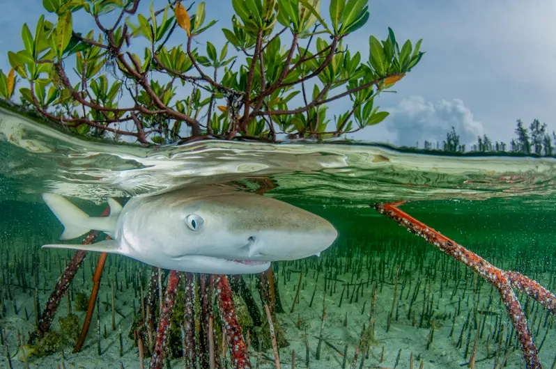 Lemon shark in mangroves - Credit Anita Kainrath - Ocean Image Bank