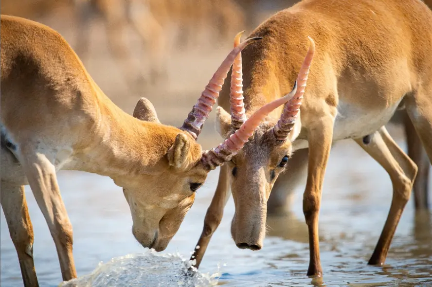 male saiga antelopes head to head