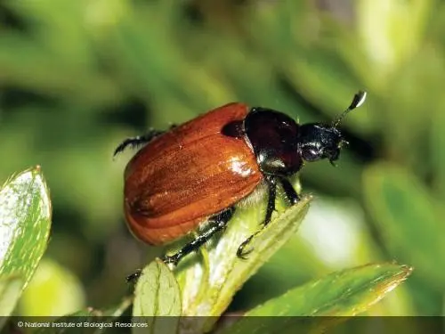 Anomala quelparta , the Jeju Beetle (제주풍뎅이), assessed as Least Concern