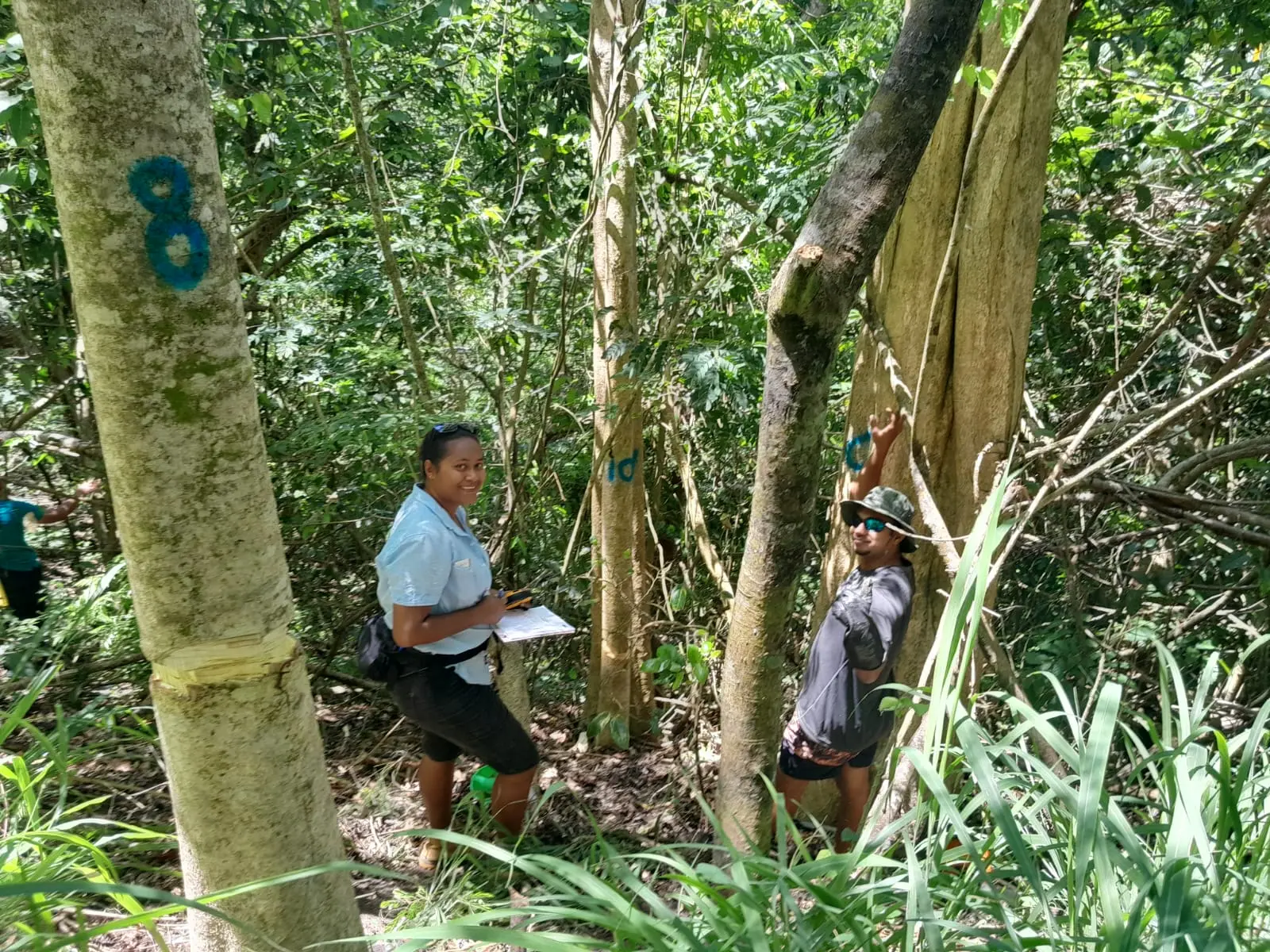 The Sigatoka Sand Dunes National Park rangers doing weed work for African tulip eradication at the site  on 12 - 15 December, 2023. 