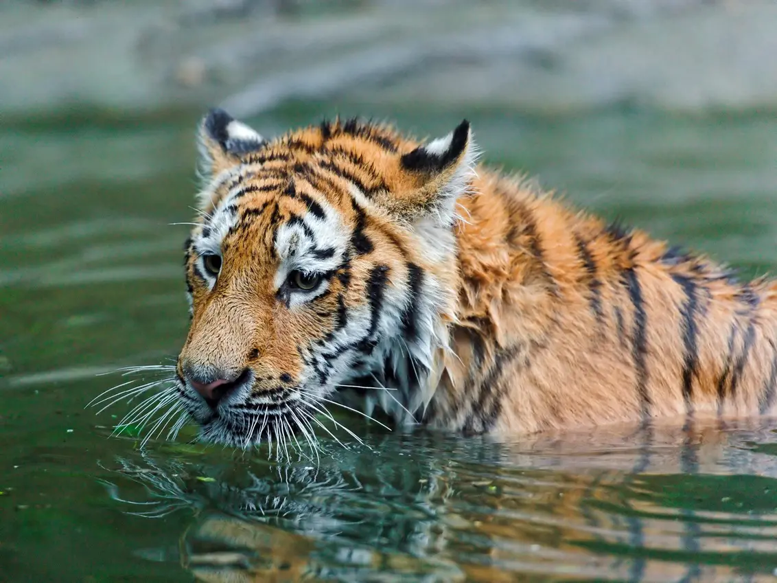 Tiger swimming in a river