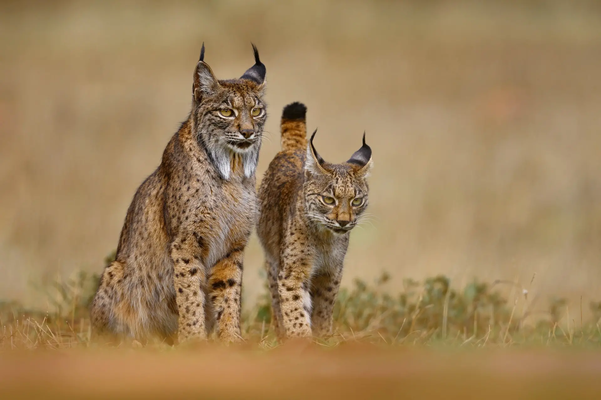 two iberian lynxes