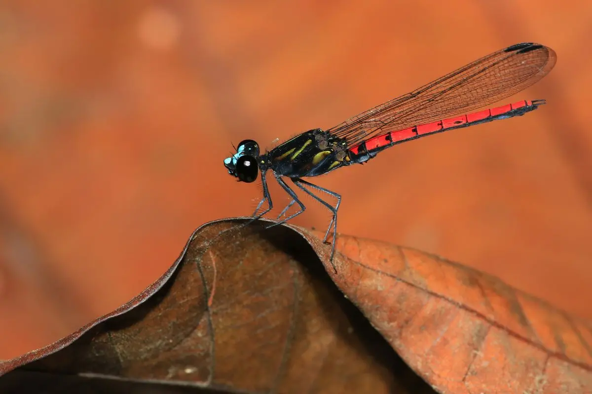 A male Chlorocypha cyanifrons in Gabon