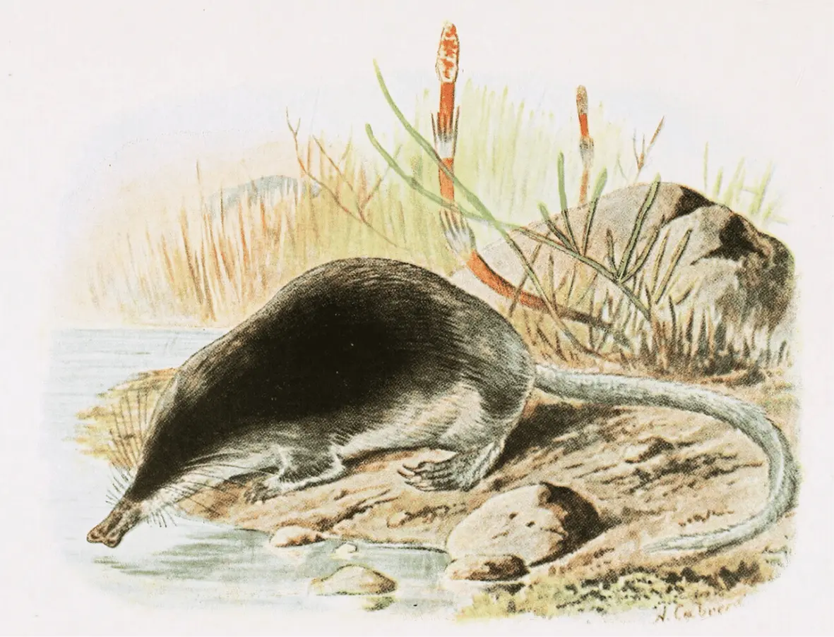 Illustration of the Iberian Desman