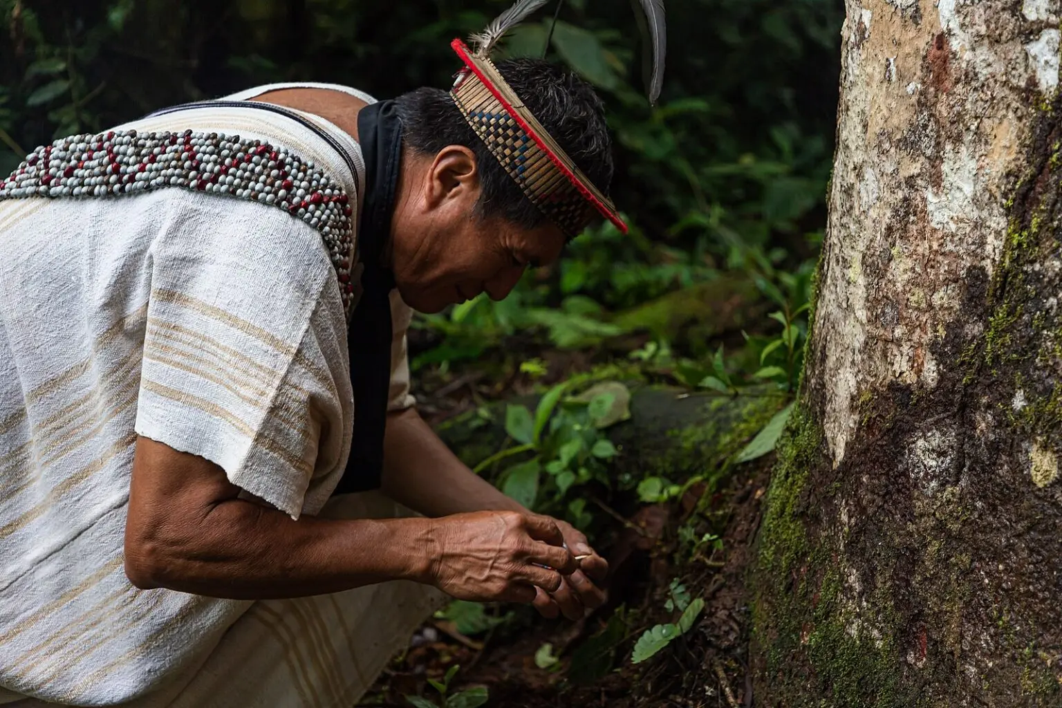 Indigenous man stooped over a tree in a forest