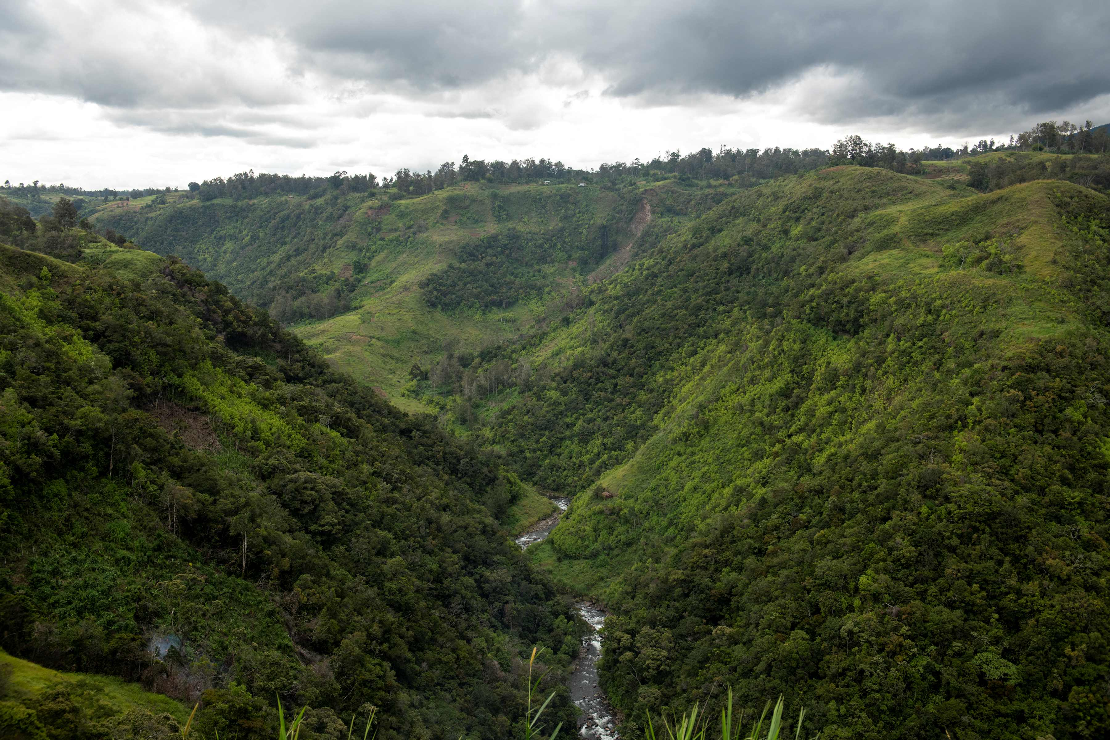 Forest in Papua New Guinea