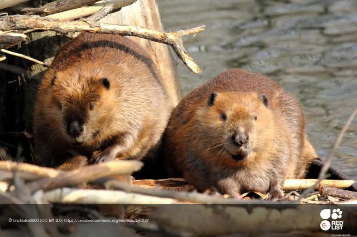 Castor canadensis 
