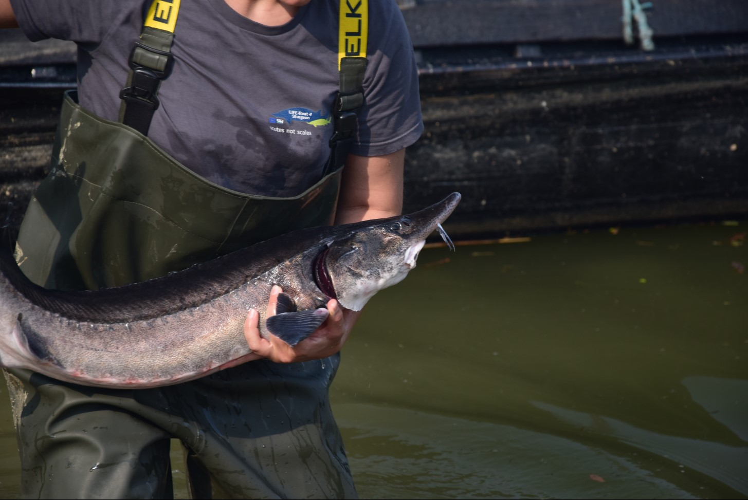 Sturgeon conservation in action