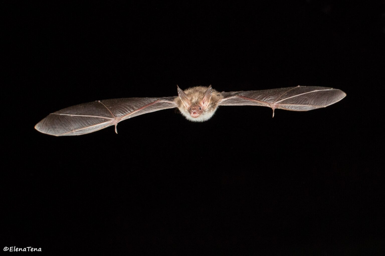Murci&eacute;lago ratonero forestal (Myotis bechsteini)