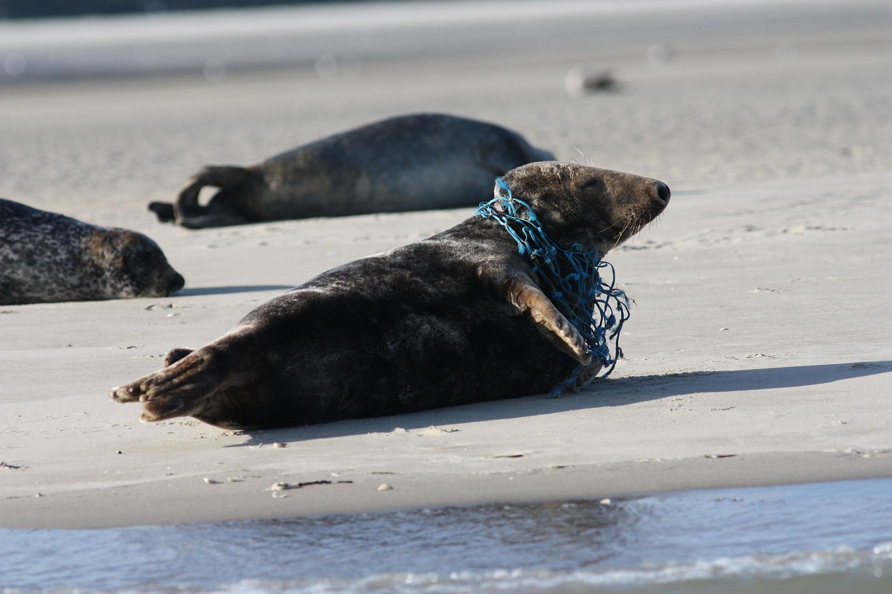 Beached grey seal with a fishing net tangled around its neck