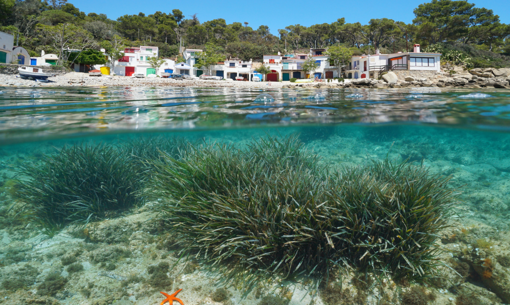 Posidonia seagrass 