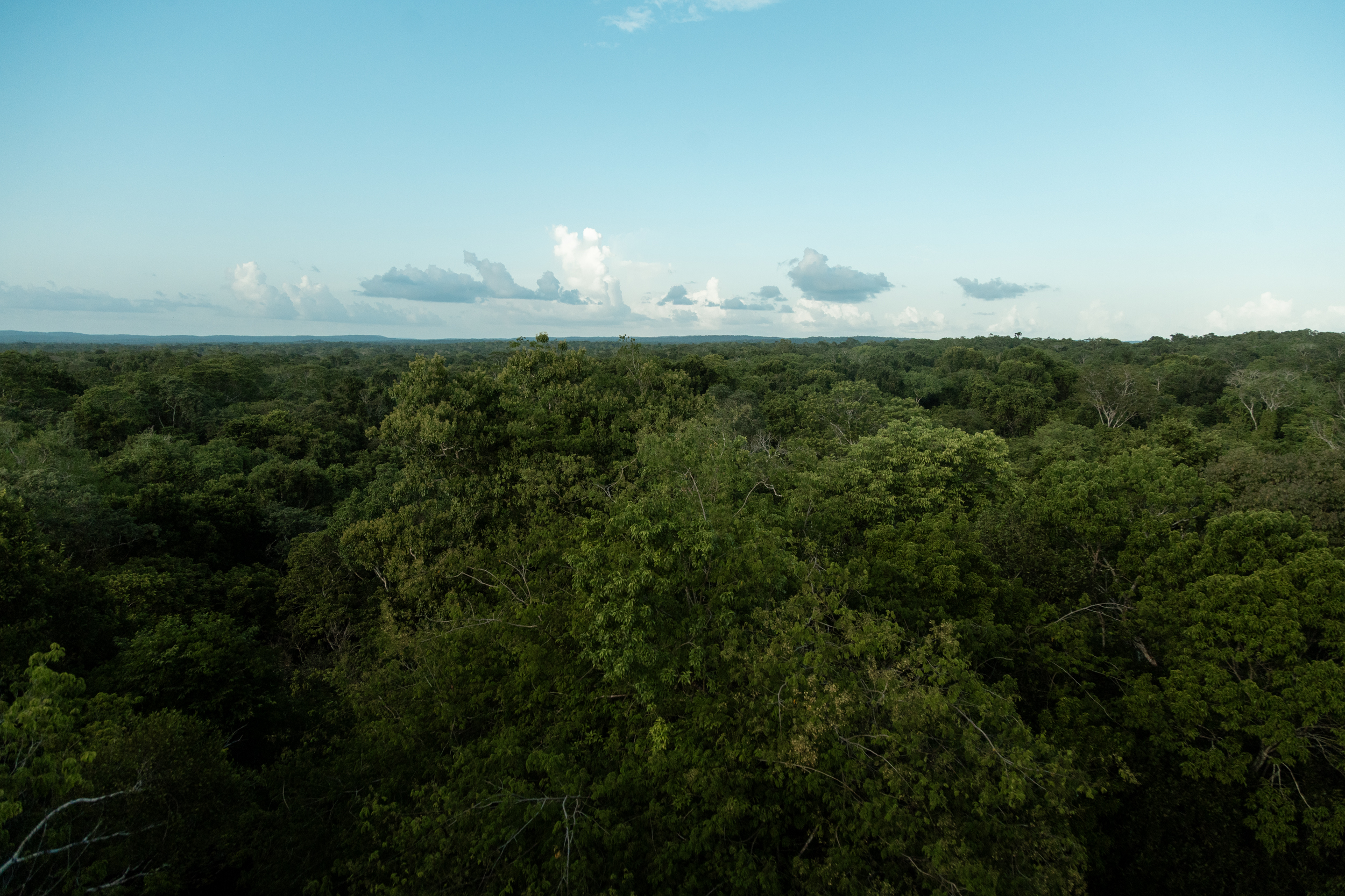 Lanzamiento segundo ciclo donaciones Selva Maya II