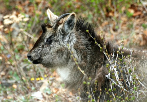 Long-tailed Goral (Naemorhedus caudatus) &copy; ivanseryodkin &ndash;  (CC BY-NC)
