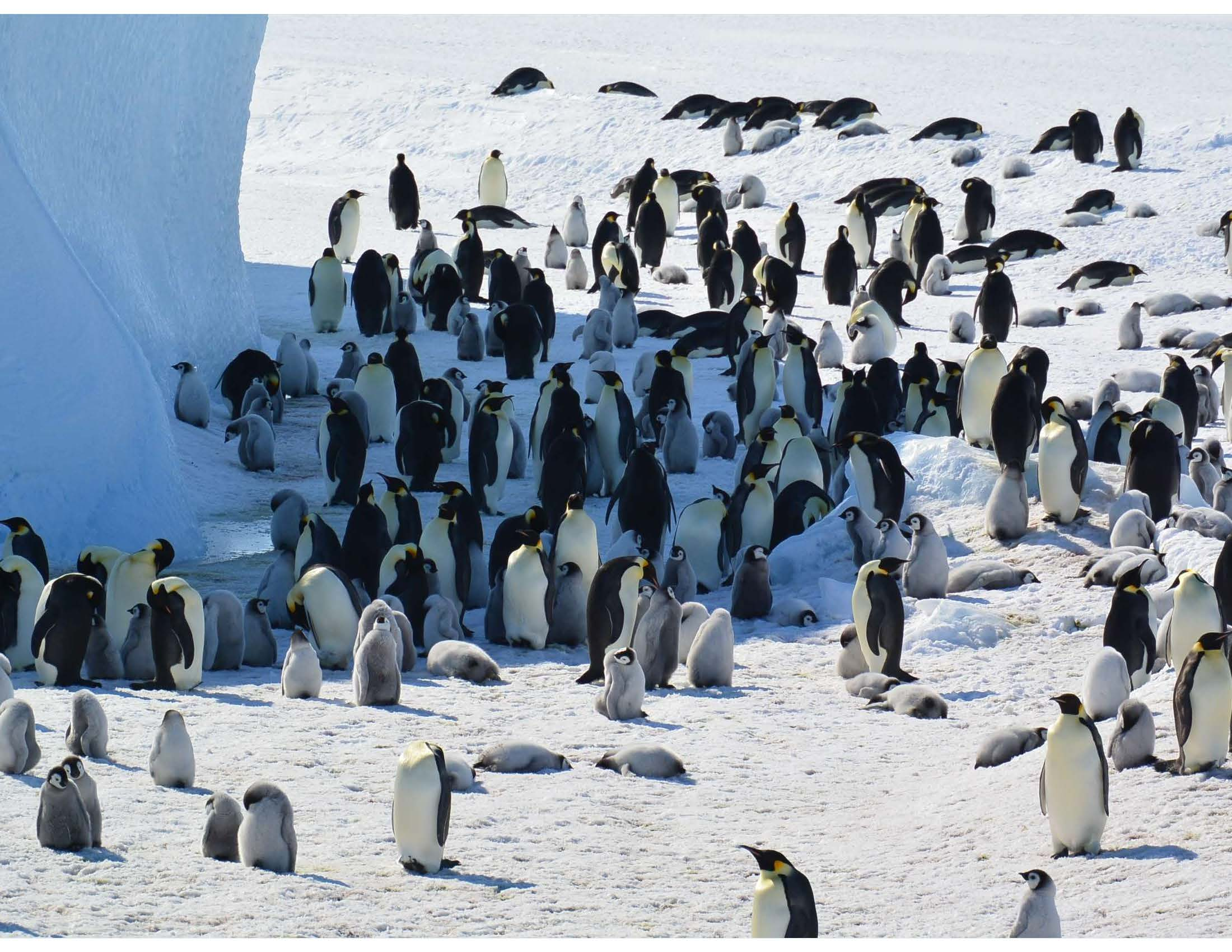 Emperor penguins