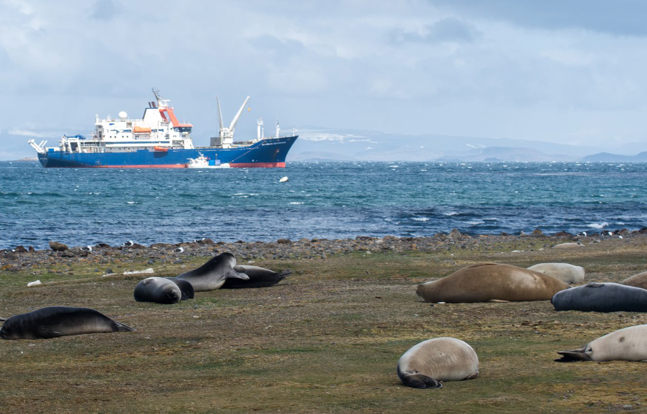A beach that serves as a human&ndash;wildlife interface between Southern elephant seals (Mirounga leonina) and humans.