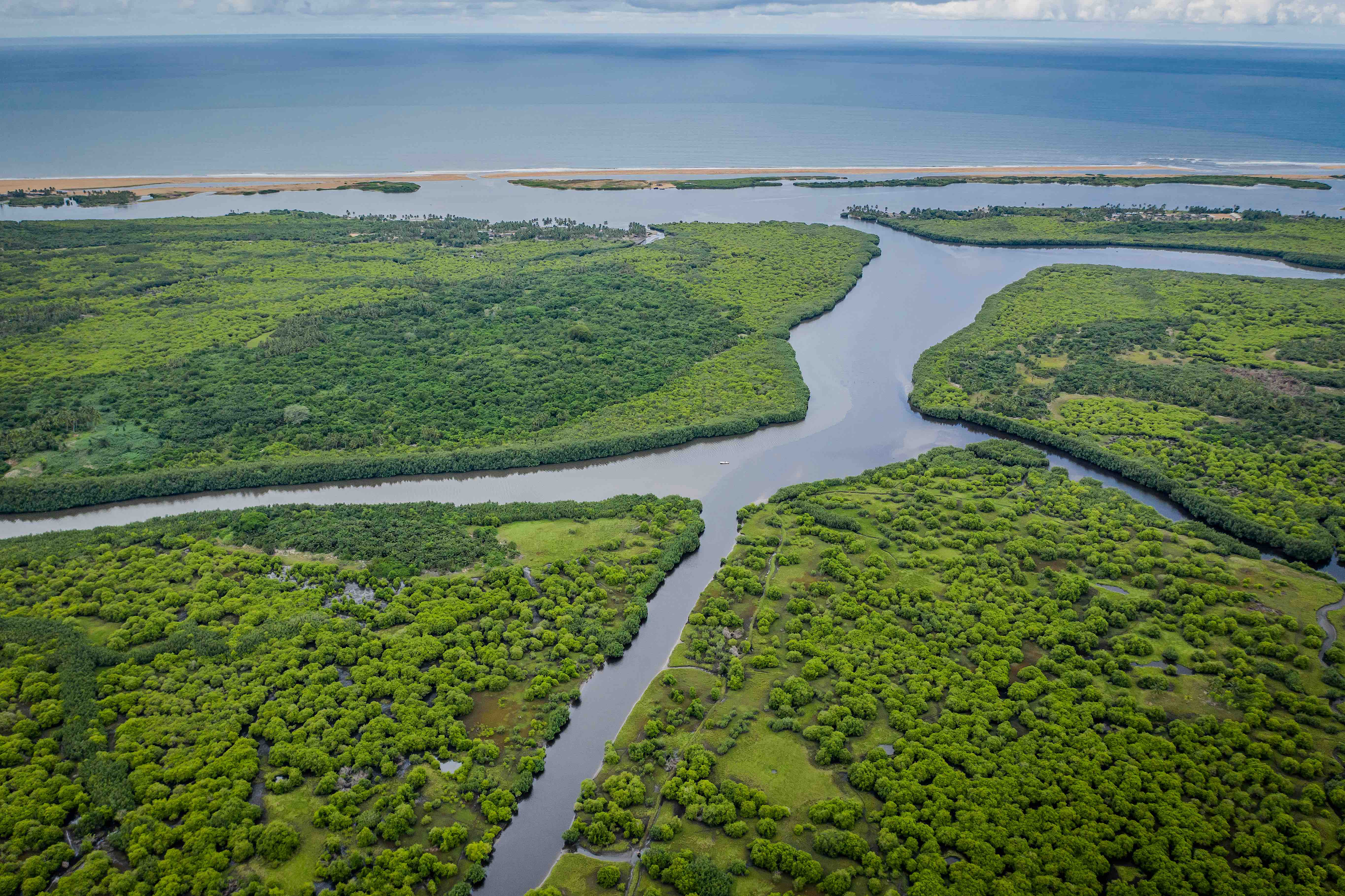 Mangrove restoration site in the Bouche du Roy estuary in Benin