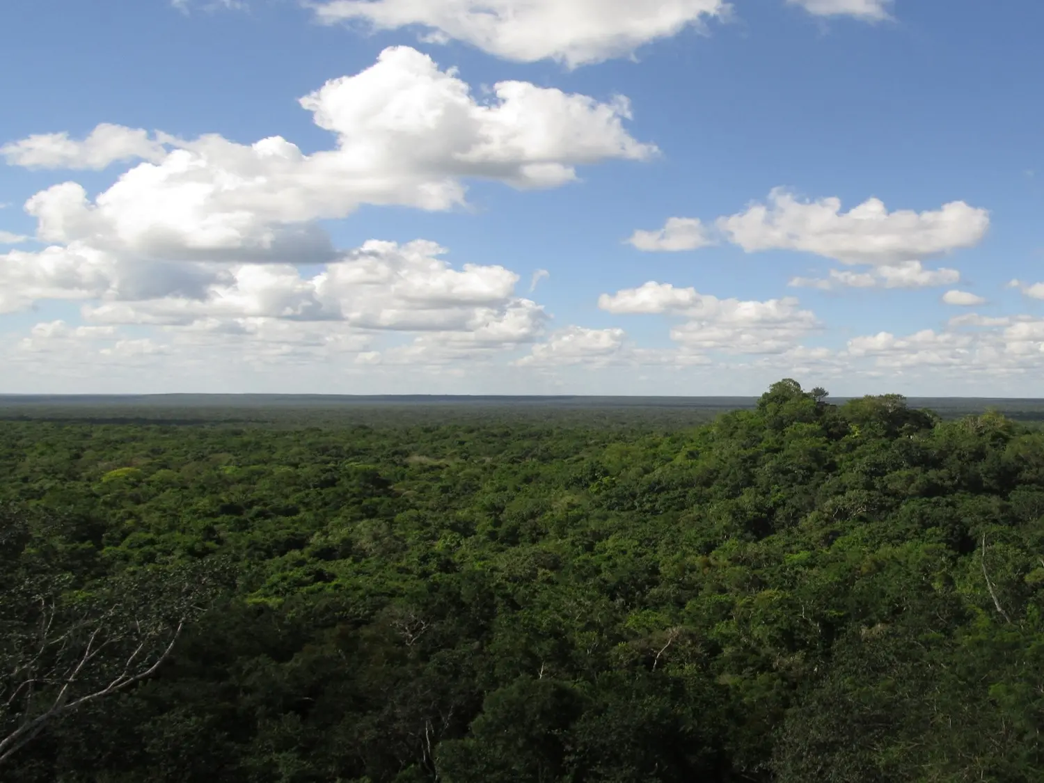 forests at bottom, horizon with blue sky and white clouds at top