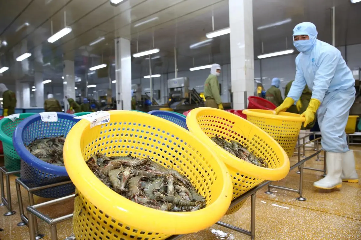 Processing organic shrimps in Minh Phu Seafood Corporation © IUCN Viet Nam 
