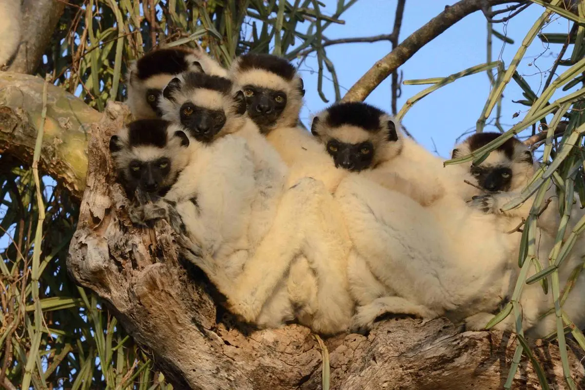 Image of lemurs in tree