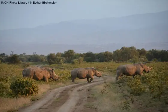 White rhinos in Kenya