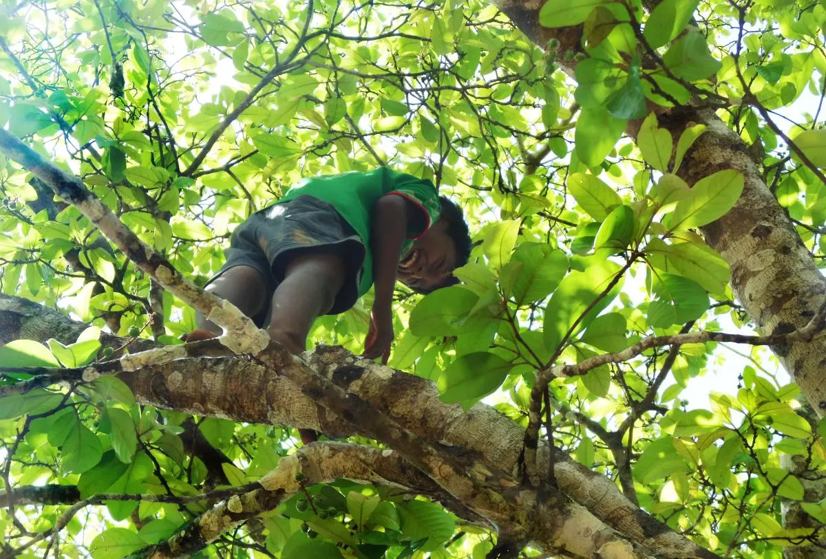 boy on tree branch from underneath
