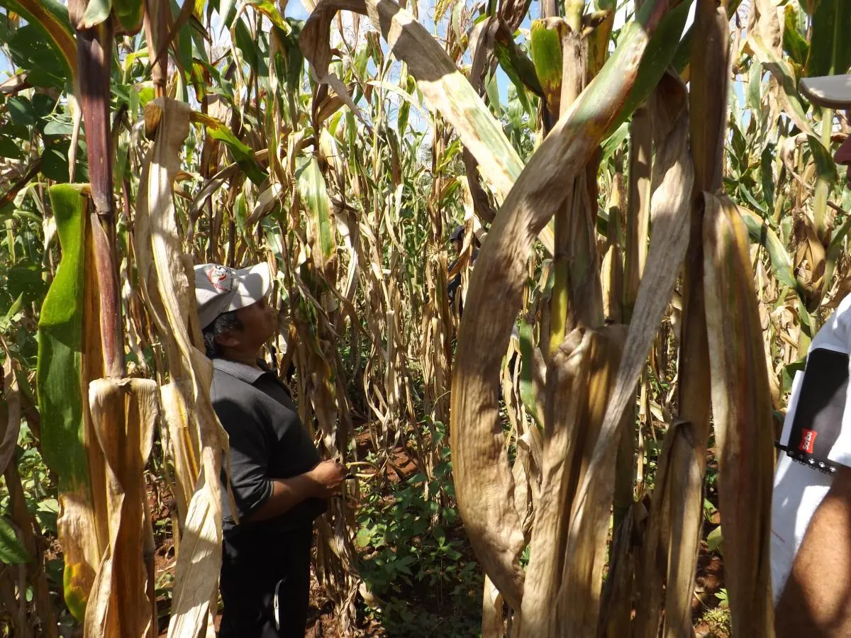 Man in cornfield with tall corn