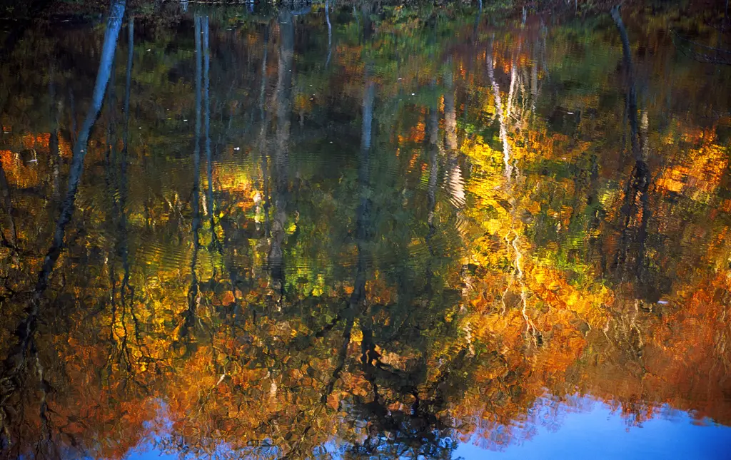 autumn trees reflected in a pond
