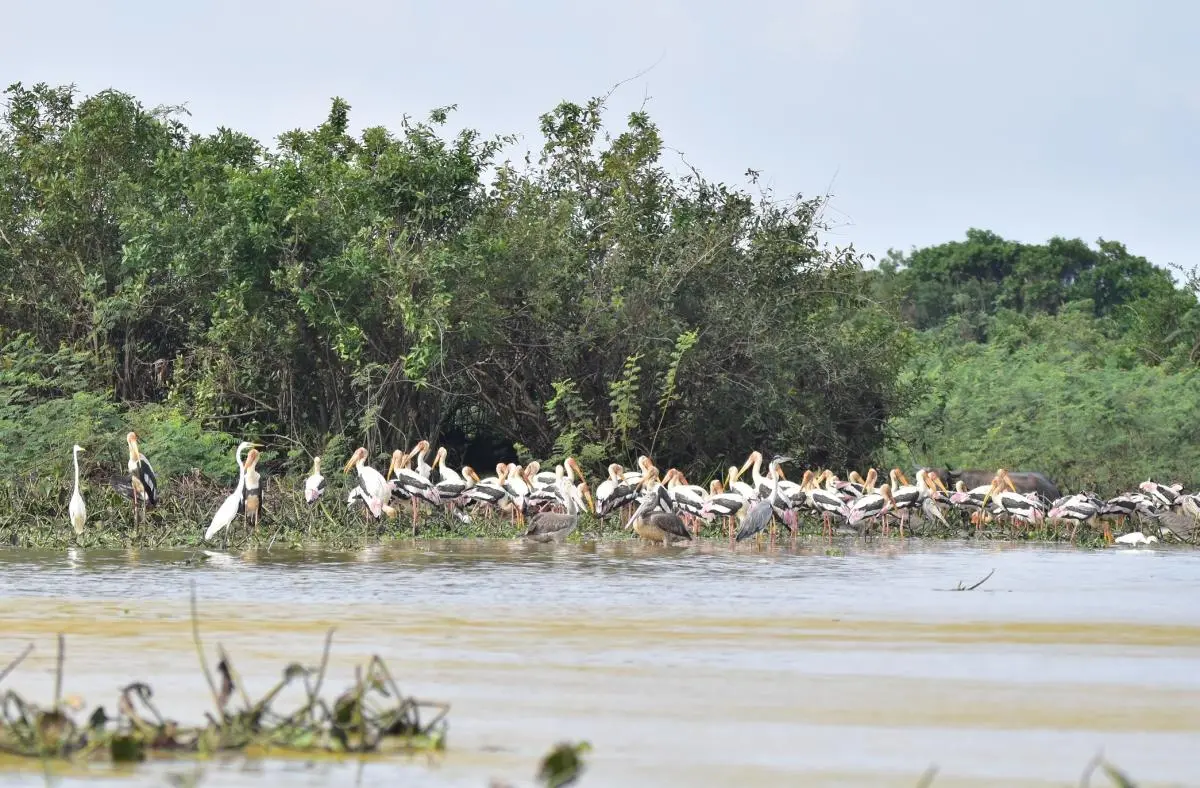 Beoung Periang birds: Spot billed pelicans and painted storks / David Moore, IUCN