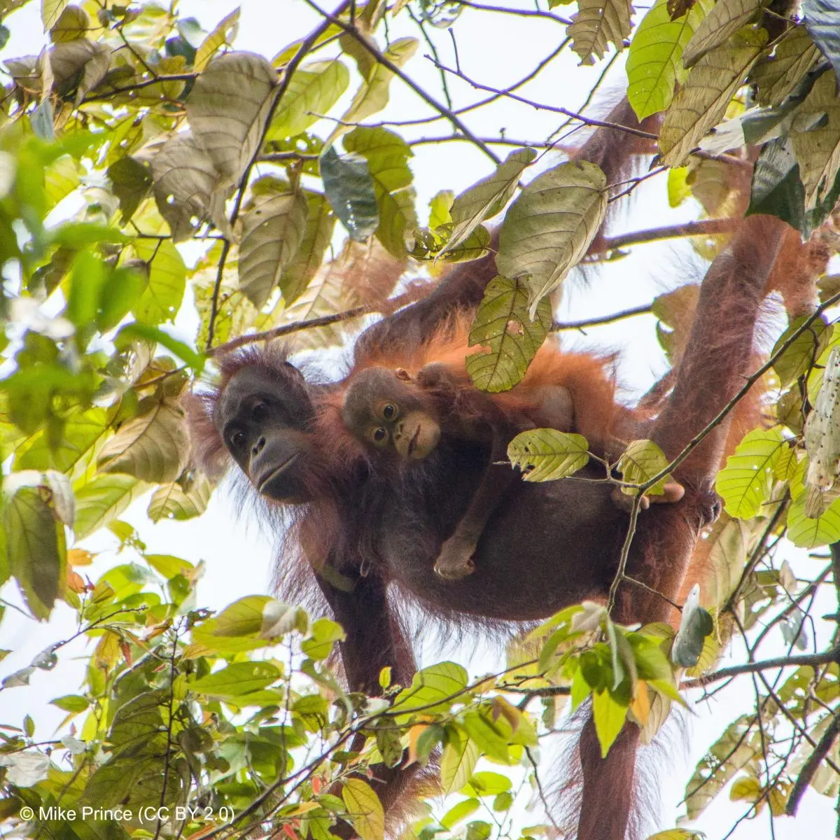 The Bornean orangutan is classed as Critically Endangered on the IUCN Red List.