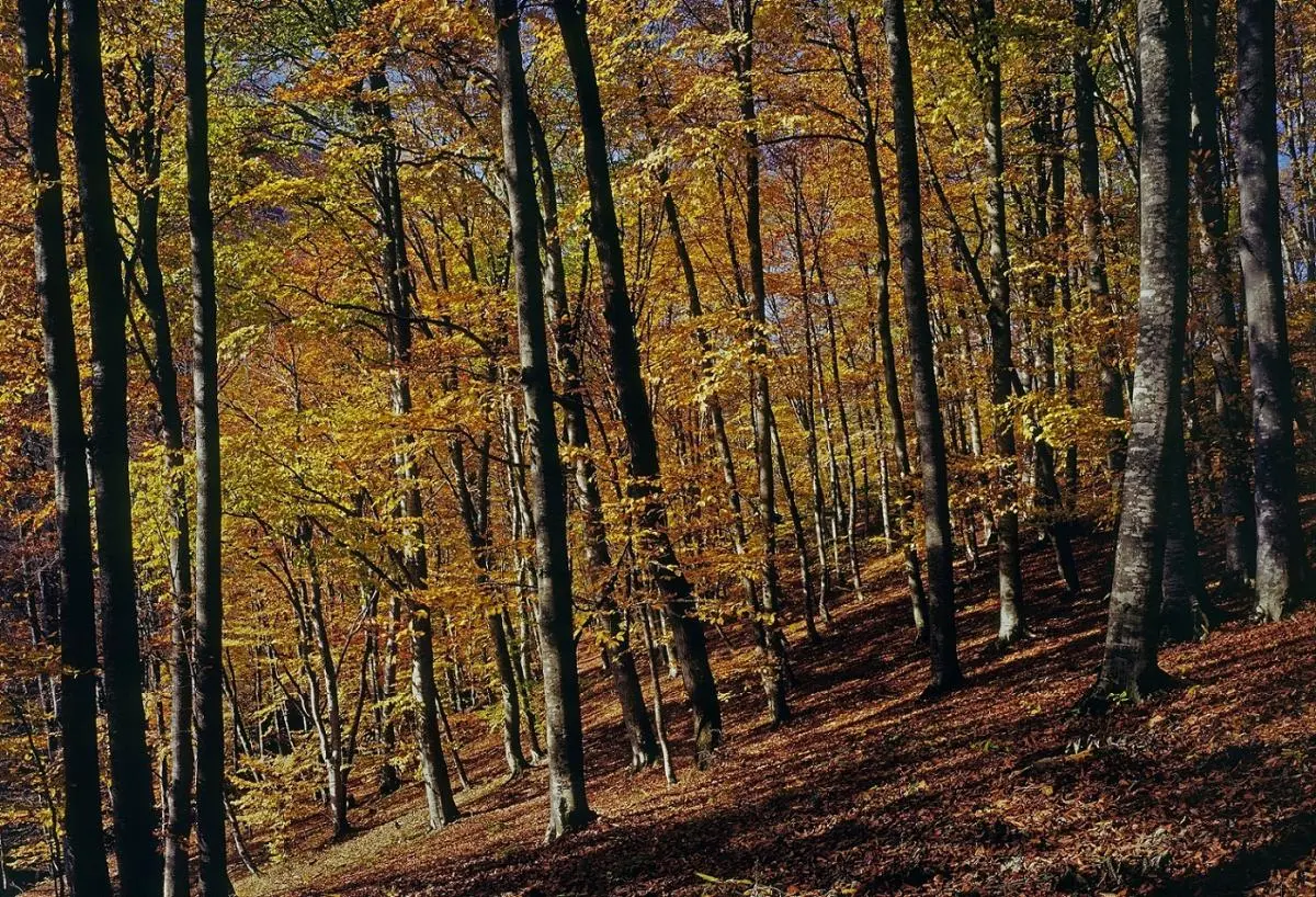 Forest with dark tall trees and orange leaves