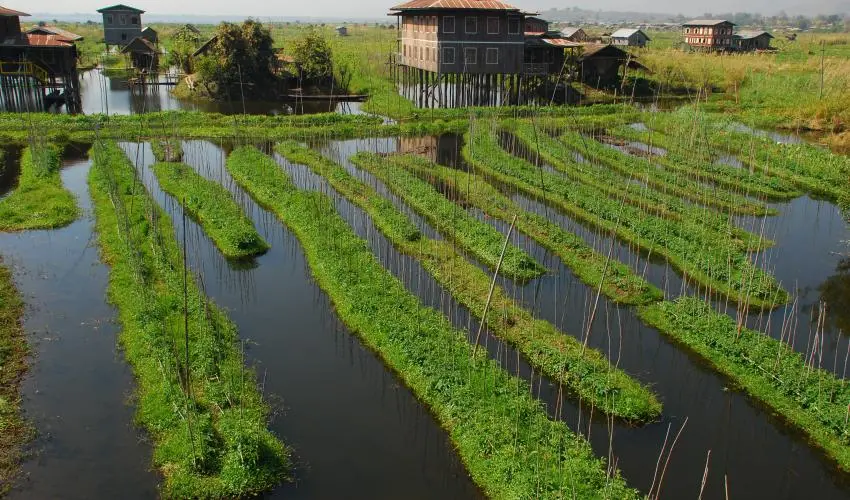 A floating garden in Inle Lake, Myanmar 