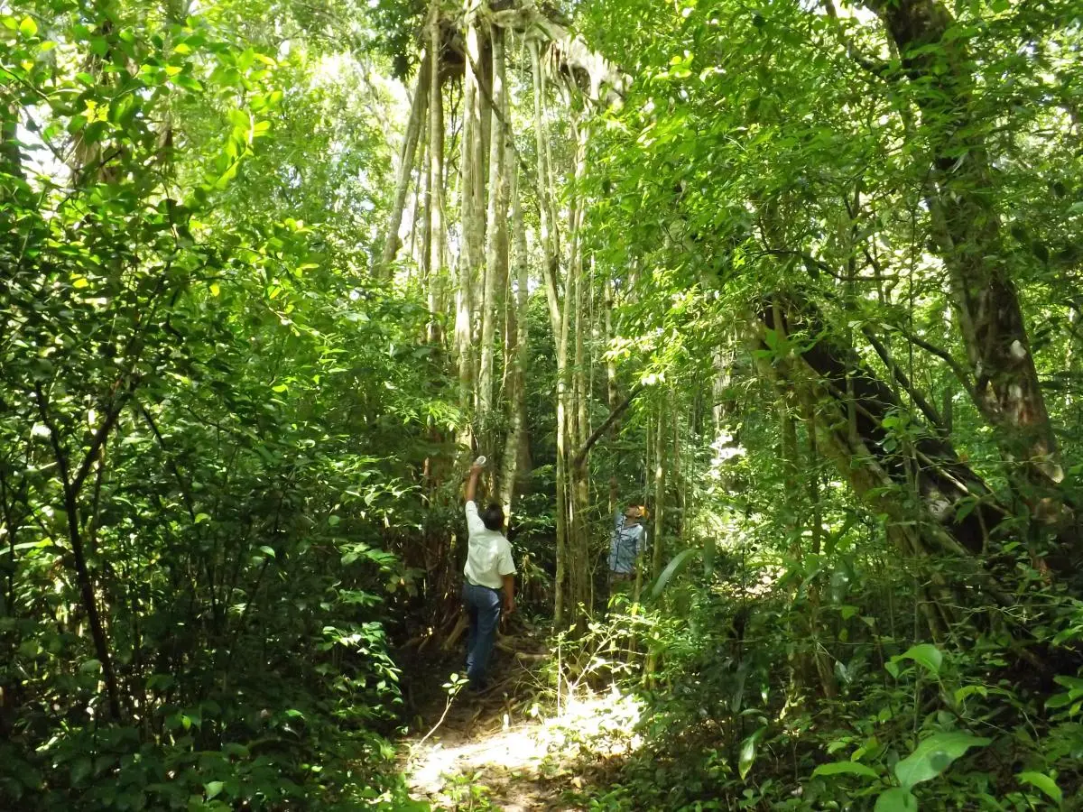Men examining tree in rainforest