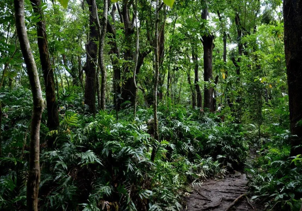 Dense forest with ohia trees and ferns