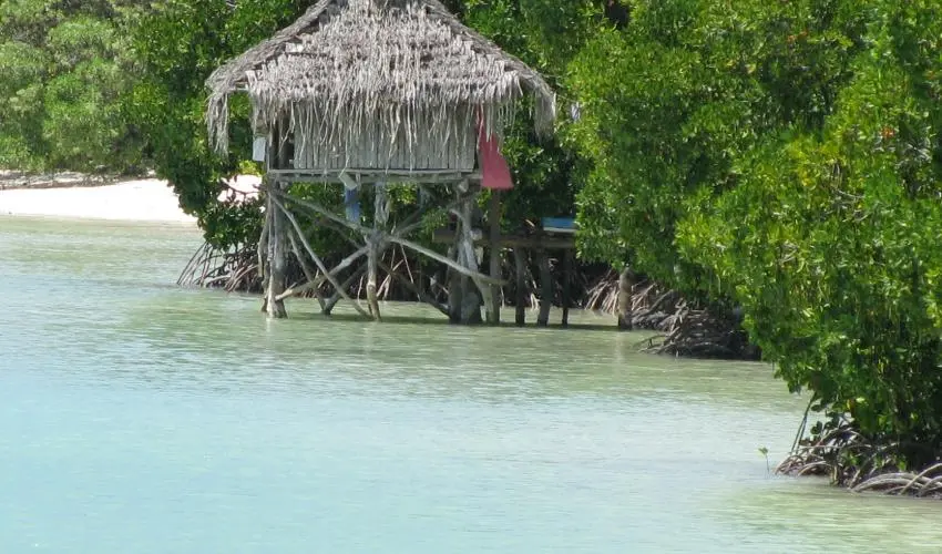house mangrove