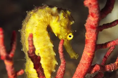 Tiger-tail seahorse (Hippocampus comes) on coral