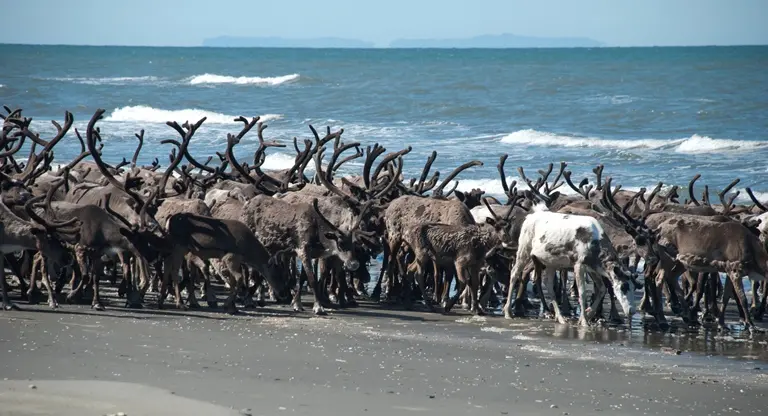 Managed herds of reindeer are still commonly sighted roaming freely around the Seward Peninsula -- sometimes in unexpected places! 