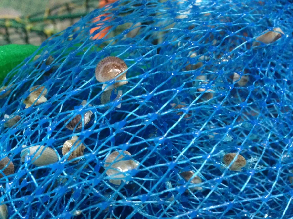 shellfish catch