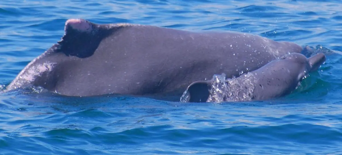 Indo-pacific Humpback dolphin mother and calf