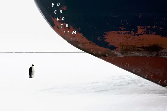 Emperor Penguin and Ice breaker