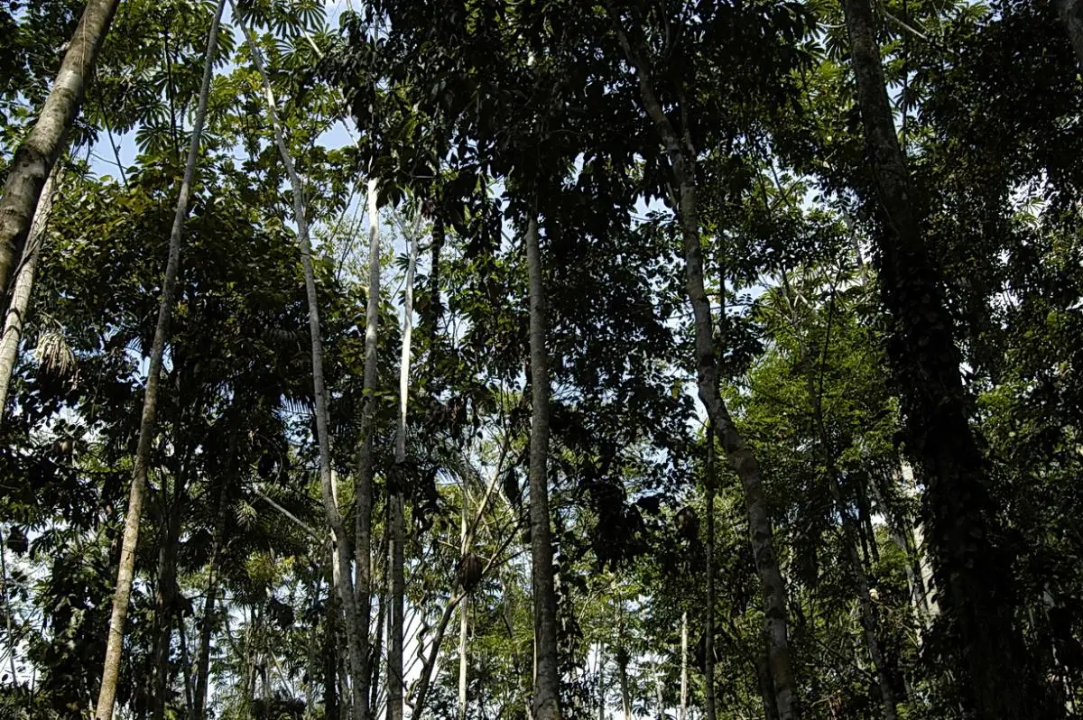 Bosques en Perú