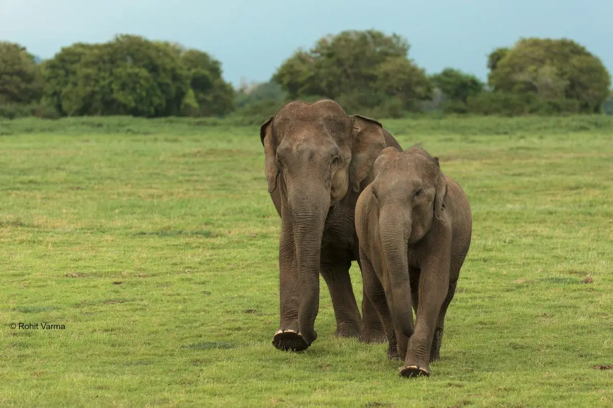 Protecting South Asia's elephants