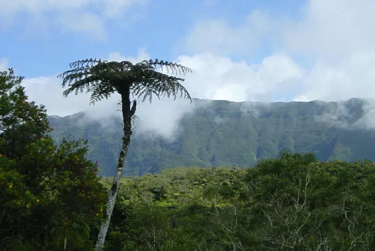 Primary forest in central Reunion island